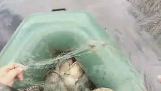 Рыбы  нет...одни  караси...
