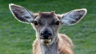 A Visit To Fossil Rim Wildlife Center