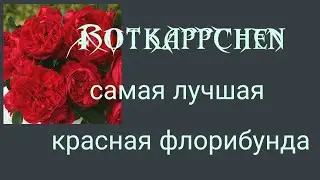 Rotkappchen.Самая лучшая красная  флорибунда.