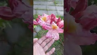Азалия  крупноцветковая Сесиль #цветы #сад #garden