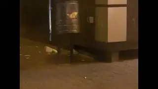 крысы и шаурма