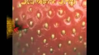 STRAWBERRY STORY   　
