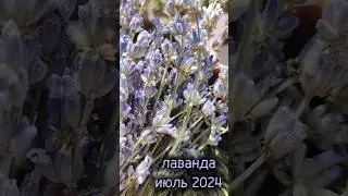 Гидролаты. Лето 2024 г.
