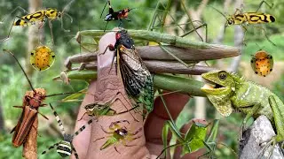 finding small beauties in nature:who loves insects?