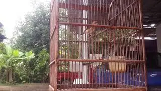 BURUNG CICI PADI MERAH GACOR