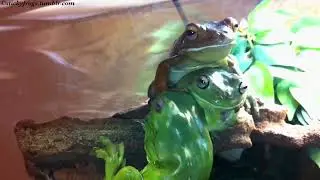 Voigt announces that it is Time For Naughtiness! Naughtiness Begins!