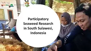 Participatory Seaweed research in South Sulawesi, Indonesia