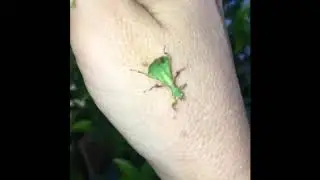 Baby Leaf Insects Hold Dance Party On Owner's Hand