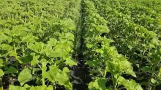 Об овсюге рассказывает А.Л.Тойгильдин