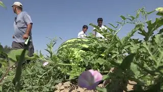 Заминхои нави корам