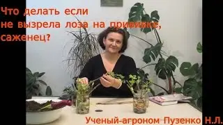 Что делать если лоза на прививке не вызрела? (лоза с участка где не применялась химия)