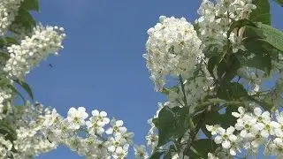 Опять черемуха в цвету