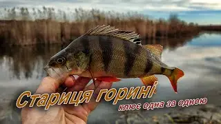 Активний кльов хижака, рибалка де окунь та щука жирує