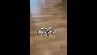 кошка лиза больше нету  усыпили