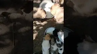 Собираем Тумана в дорогу. Эвакуация уже рядом.