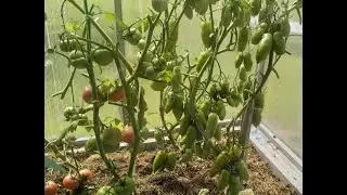 Чтобы томаты покраснели прямо на ветках Как ускорить созревание