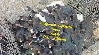 Рарранда товк урдак гоз нархлари 2025й