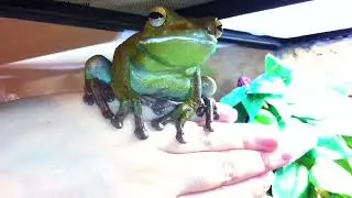 Voigt is not available today, please give all the Treaties to Round Frog instead!