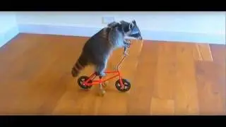 ЕНОТ И ВЕЛОСИПЕД