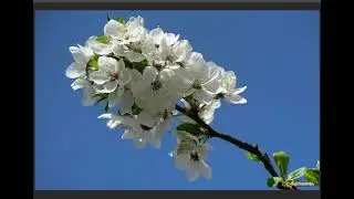 Цветущий сад..., Стихи Агния Андреева, муз. и исп. 
