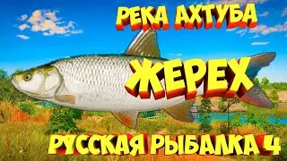 русская рыбалка 4 - Жерех река Ахтуба - рр4 фарм Алексей Майоров russian fishing 4