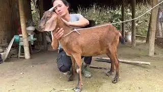 Unexpectedly, the mother goat was pregnant, vang hoa, king kong amazon