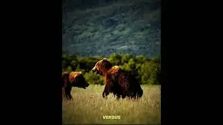 КТО ПОБЕДИТ УССУРИЙСКИЙ БУРЫЙ МЕДВЕДЬ ИЛИ ГРИЗЛИ?#tiger #animals #facts #bear #медведь #versus