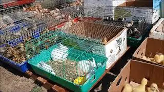 Птичий рынок как зоопарк для детей!