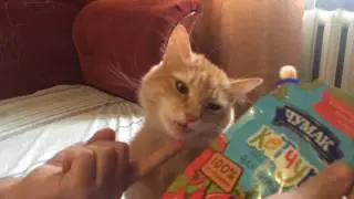Едят ли коты кетчуп