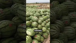 Арбузный апокалипсис! Что здесь происходит? 🍉🤯🚜
