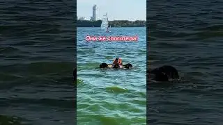 Это не просто мохнатые собаки. Это - собаки-спасатели на воде. Потому что они - ньюфаундленды