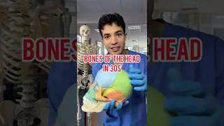 BONES OF THE SKULL IN 30s 