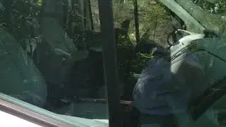 Tennessee Man Finds Bear Cubs Trapped in His Van