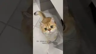Знает ли кошка, куда ты уходишь из дома?! #кот