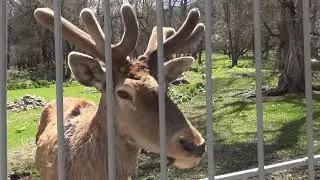 Тебердинский заповедник.  Музей природы.  Водопад 