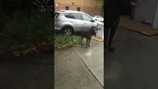 Cane Corso Training (Full Video)