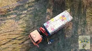 Пасека Матюшкиных. Желтая акация 2020. Тайга.