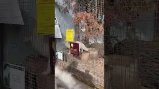 Лиза Квинс и песец. Московский зоопарк. Если знаешь как правильно называется, пиши в комментах