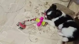 Новая игрушка. Растем и развиваемся. Чихуа