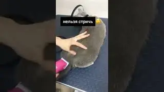 5 «НЕЛЬЗЯ» для владельцев кошек