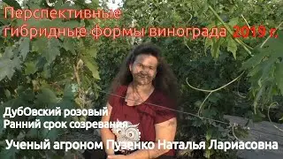 Виноград Дубовский розовый на участке Пузенко Натальи Лариасовны