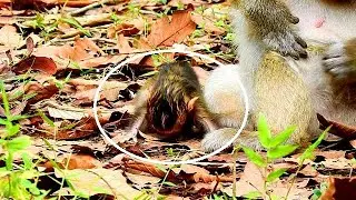 TINY NEWBORN .. FEELING LONELY WITH HUNGRY, MOMLESS CARE ME ...